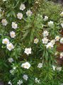 Foto Buschwindröschen, Anemone Baum Gartenblumen wächst und Merkmale
