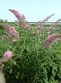 Foto Schmetterlingsstrauch, Sommerflieder Gartenblumen wächst und Merkmale