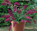 Photo Butterfly Bush, Summer Lilac Garden Flowers growing and characteristics