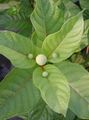 white Garden Flowers Buttonbush, Honey Bells, Honeyball, Button Willow, Cephalanthus characteristics, Photo