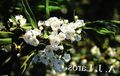 Foto Kaliko Busch, Lorbeer, Kalmia Gartenblumen wächst und Merkmale