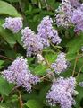 Photo Californian Lilac Garden Flowers growing and characteristics