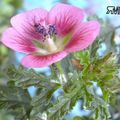 Photo Cape Mallow Garden Flowers growing and characteristics