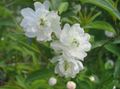 white Garden Flowers Cerasus grandulosa characteristics, Photo