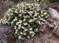 Photo Chilean Wintergreen Garden Flowers growing and characteristics