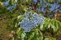 light blue Garden Flowers Common elder, Red-berried elder, Sambucus characteristics, Photo