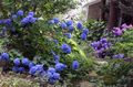 Foto Gemeinsame Hydrangea, Hydrangea Bigleaf, Französisch Hortensien Gartenblumen wächst und Merkmale