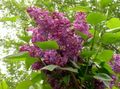 Foto Gewöhnlicher Flieder, Französisch Lilac Gartenblumen wächst und Merkmale