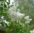 Photo Common Lilac, French Lilac Garden Flowers growing and characteristics