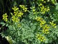 Photo Common Rue, Garden Rue, Herb of Grace, Herbygrass Garden Flowers growing and characteristics