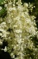 Photo Cream Bush, Ocean spray Garden Flowers growing and characteristics