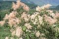 Foto Creme Busch, Gischt Gartenblumen wächst und Merkmale