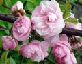 Foto Doppelblütenkirsche, Blühende Mandel Gartenblumen wächst und Merkmale