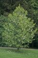 white Garden Flowers Dove tree, Ghost tree, Handkerchief tree, Davidia involucrata characteristics, Photo