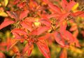 oranžový Zahradní květiny Enkianthus charakteristiky, fotografie
