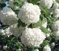 blanco Flores de jardín Viburnum Arándano Europeo, Arbusto Bola De Nieve Europeo, Rosa Guelder características, Foto