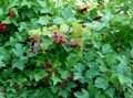 weiß Gartenblumen European Cranberry Schneeball, Schneeball-European Busch, Schneeball, Viburnum Merkmale, Foto