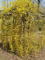 Photo Forsythia Garden Flowers growing and characteristics