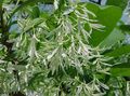 hvid Have Blomster Frynser Træ, Gamle Mands Skæg, Grancy Gubbe, Chionanthus egenskaber, Foto