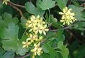 Photo Golden Currant, Redflower Currant  growing and characteristics