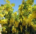 Photo Golden rain, Golden Chain Tree Garden Flowers growing and characteristics