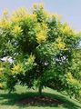 Photo Golden Rain Tree, Panicled Goldenraintree Garden Flowers growing and characteristics