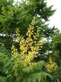 amarillo Flores de jardín Árbol De Lluvia De Oro, Goldenraintree Panicled, Koelreuteria paniculata características, Foto