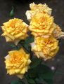 Photo Grandiflora rose Garden Flowers growing and characteristics