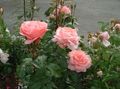 Foto Grandiflora Rose Gartenblumen wächst und Merkmale