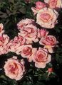 pink Have Blomster Grandiflora Steg, Rose grandiflora egenskaber, Foto