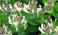 pembe Bahçe Çiçekleri Hanımeli, Lonicera caprifolium özellikleri, fotoğraf
