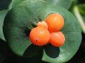 ақ Бақша Гүлдер Perfoliate Ырғай, Lonicera caprifolium сипаттамалары, Фото