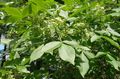 Foto Hop-Baum, Stinkenden Asche, Asche Wafer Gartenblumen wächst und Merkmale