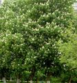 Foto Rosskastanie, Conker Baum Gartenblumen wächst und Merkmale