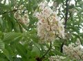 white Garden Flowers Horse Chestnut, Conker Tree, Aesculus hippocastanum characteristics, Photo