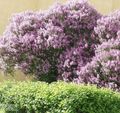 Foto Ungarisch Lila Gartenblumen wächst und Merkmale