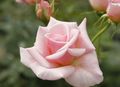 Photo Hybrid Tea Rose Garden Flowers growing and characteristics