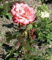 Photo Hybrid Tea Rose Garden Flowers growing and characteristics