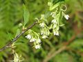 Photo Indian Plum, Oso Berry, Bird Cherry Garden Flowers growing and characteristics