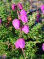 pink Garden Flowers Irish Heath, St. Dabeoc's Heath, Daboecia-cantabrica characteristics, Photo