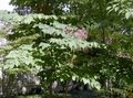 Photo Japanese angelica tree Garden Flowers growing and characteristics