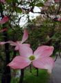 pink Garden Flowers Kousa Dogwood, Chinese Dogwood, Japanese Dogwood, Cornus-kousa characteristics, Photo