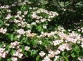 white Garden Flowers Kousa Dogwood, Chinese Dogwood, Japanese Dogwood, Cornus-kousa characteristics, Photo