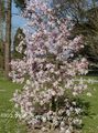 Foto Magnolie Gartenblumen wächst und Merkmale