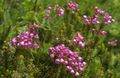 Photo Mountain Heather Garden Flowers growing and characteristics