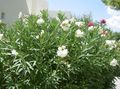 Foto Oleander Gartenblumen wächst und Merkmale