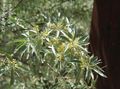 jaune les fleurs du jardin Oleaster, Silverberry Cerise, Goumi, Shepherdie Argent, Elaeagnus les caractéristiques, Photo