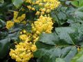 Photo Oregon Grape, Oregon Grape Holly, Holly-leaved Barberry Garden Flowers growing and characteristics