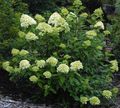 Photo Panicle Hydrangea, Tree Hydrangea Garden Flowers growing and characteristics