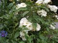 Photo Polyantha rose Garden Flowers growing and characteristics
